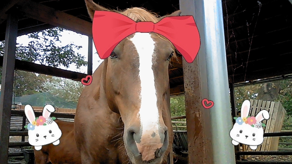 Zoofamily – primjer fotografije