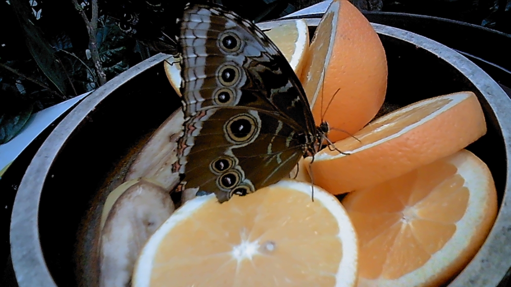 Zoofamily – primjer fotografije