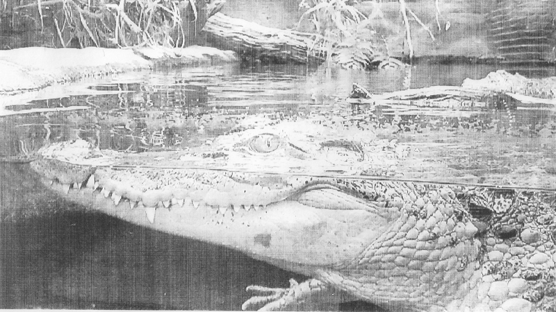 Zoofamily – ispis na termopapir