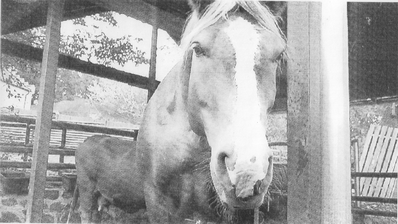 Zoofamily – ispis na termopapir