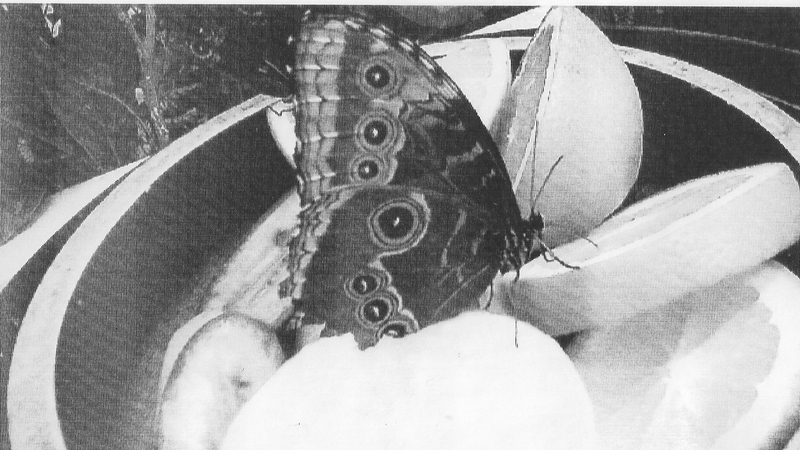 Zoofamily – ispis na termopapir